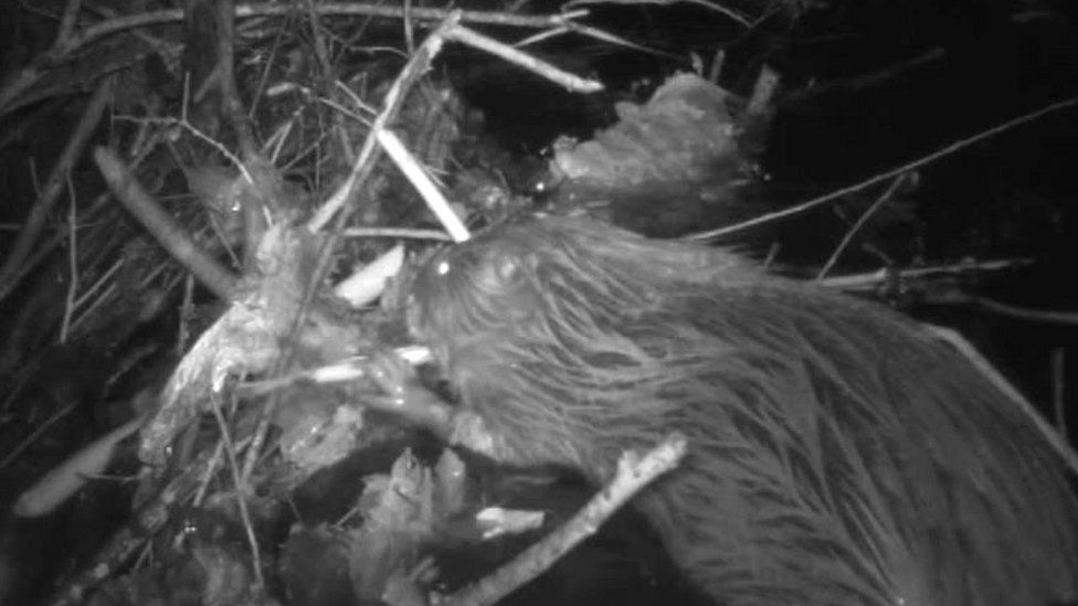 Eurasian beaver in the forest of dean