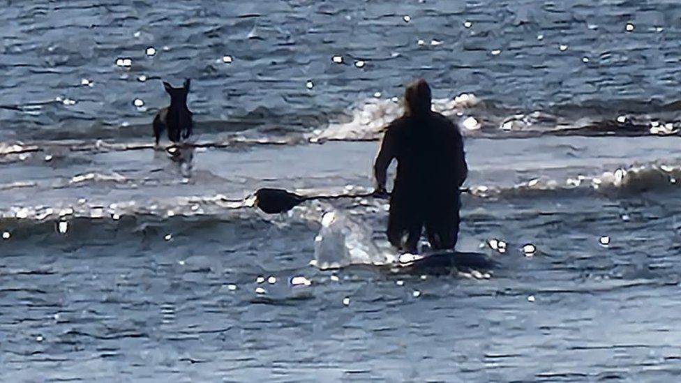 Paddleboarder approaching dog in sea