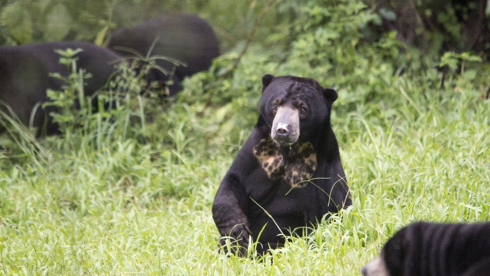 The sun bear is a bear species occurring in tropical forest habitats of Southeast Asia.