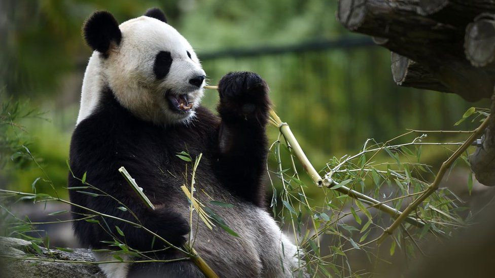 A Panda Bear eating Bamboo