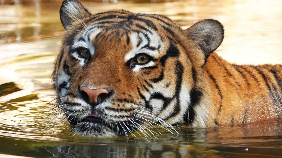 Tiger Shot And Dies At Naples Zoo In Florida After Biting Cleaner S Arm c News