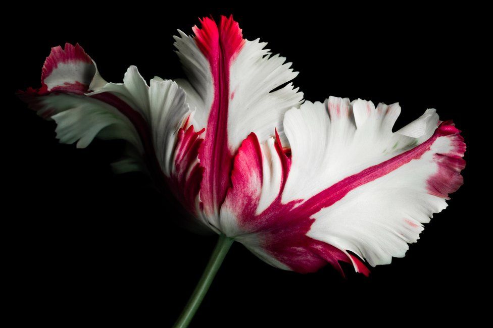 White and red parrot tulip on a black background