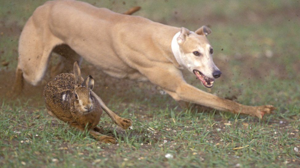 Hare being chased by dog