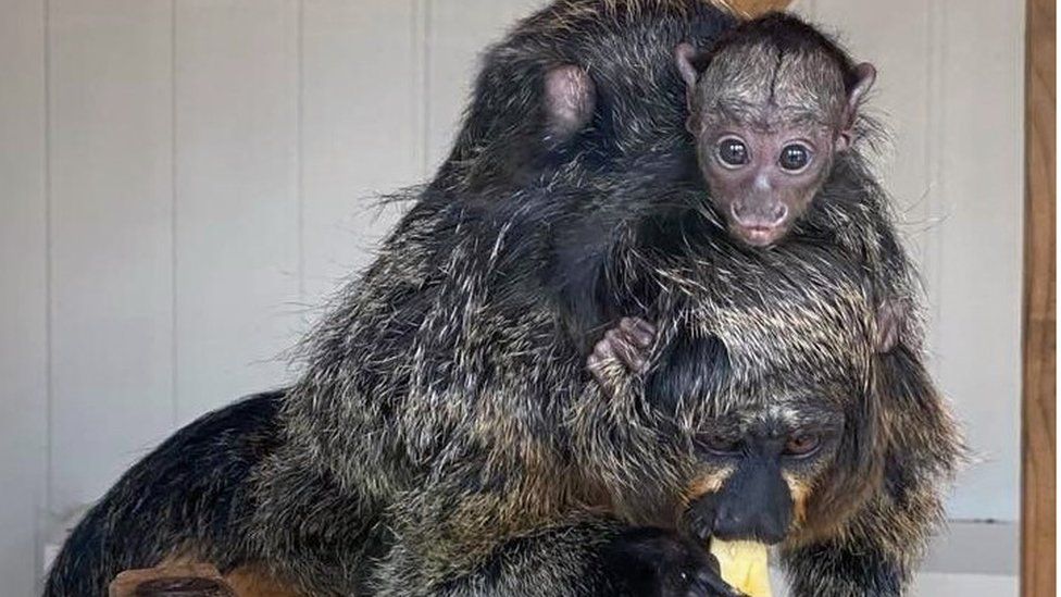 A photo of the monkey and its mum
