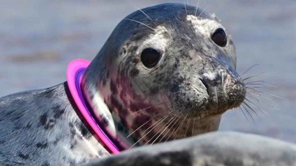 A seal with a ring around its neck