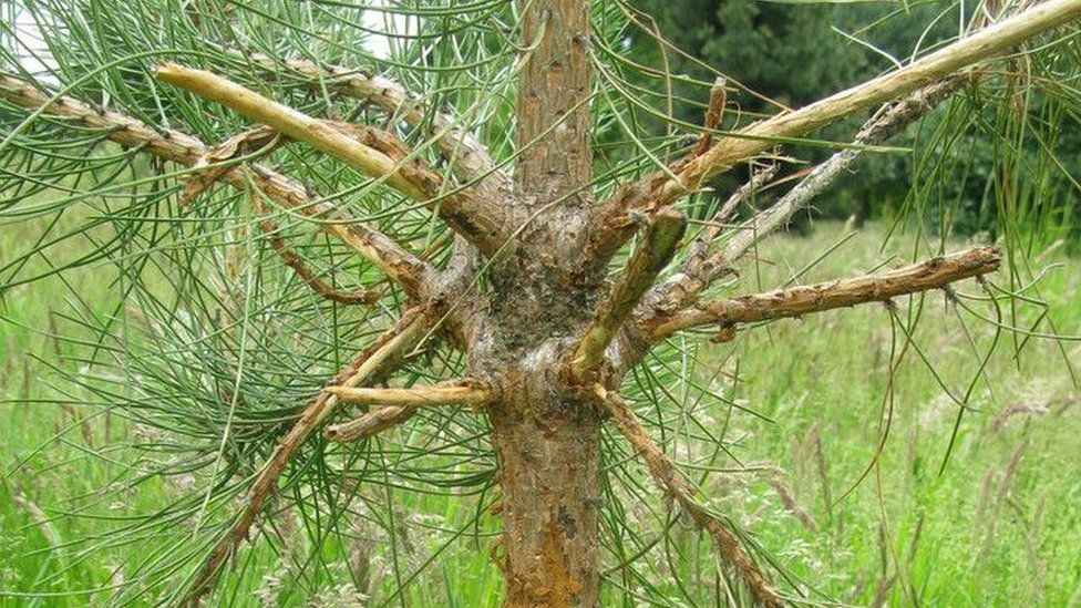 Deer damage to Scots pine