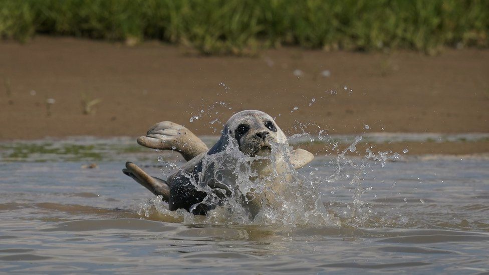 Seal in River Thames