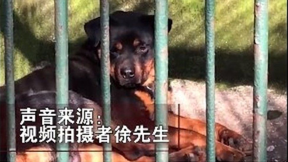 China zoo 'tries to pass dog off as wolf' - BBC News