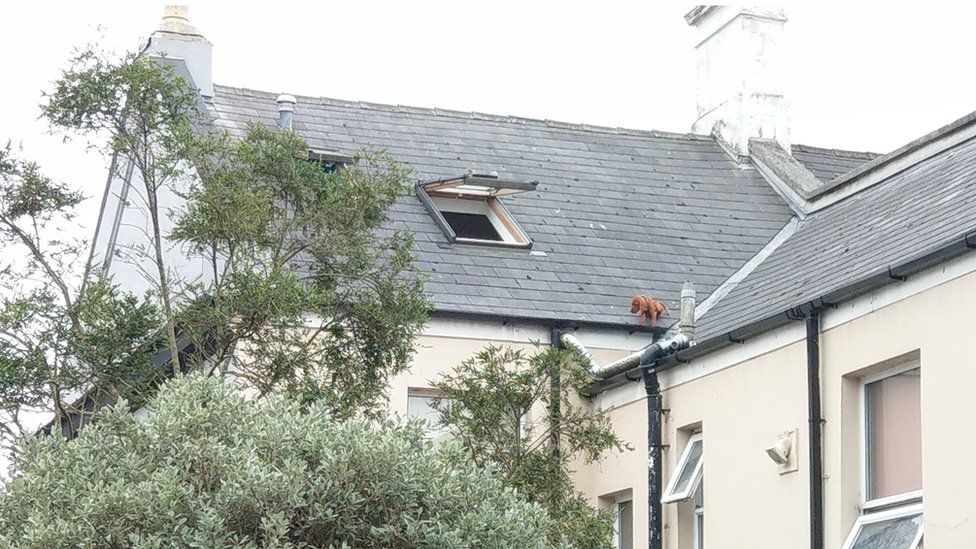 Puppy stuck in gutter on roof