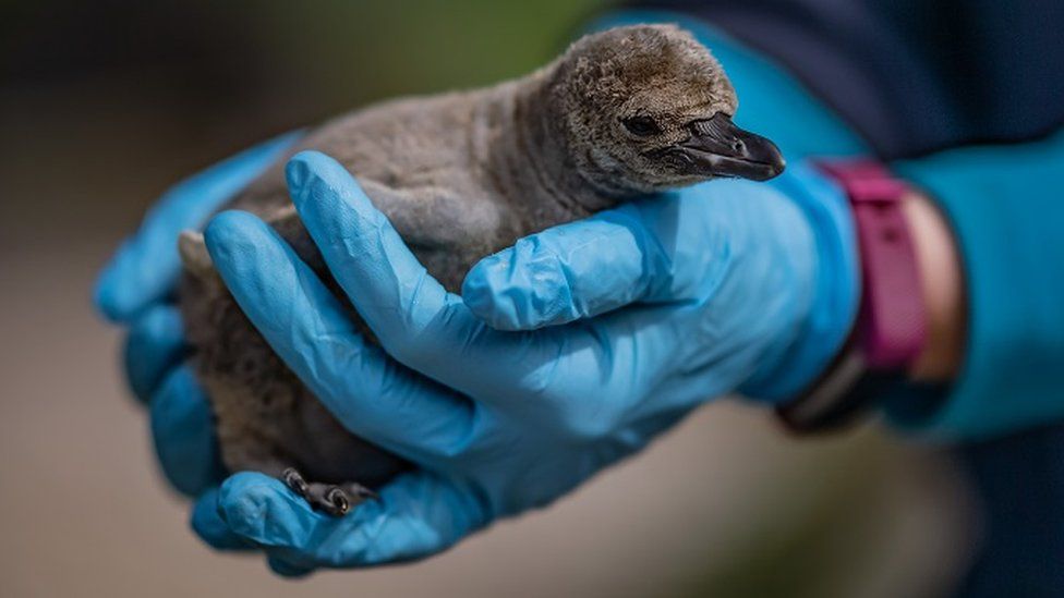 newly hatched penguin