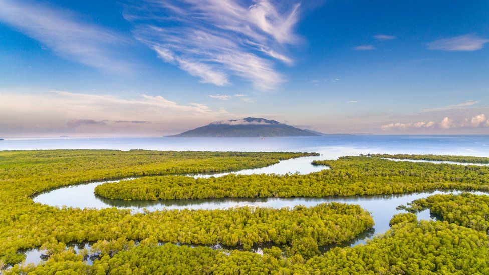 A landscape shot of a mangrove forest with a winding river passing through it with a volcano in the distance