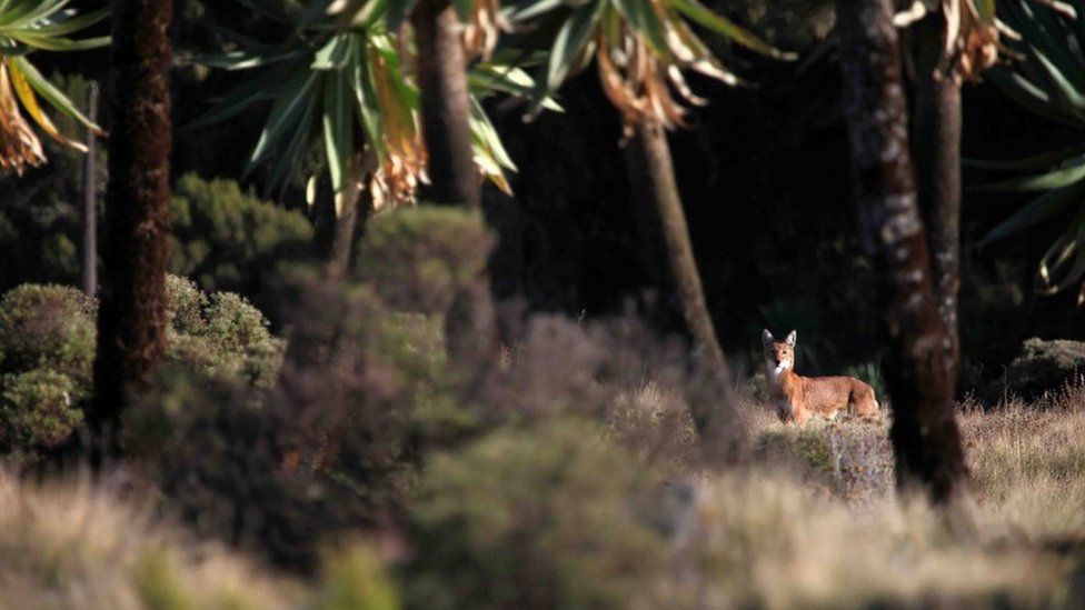 Ethiopian wolf surrounded by trees