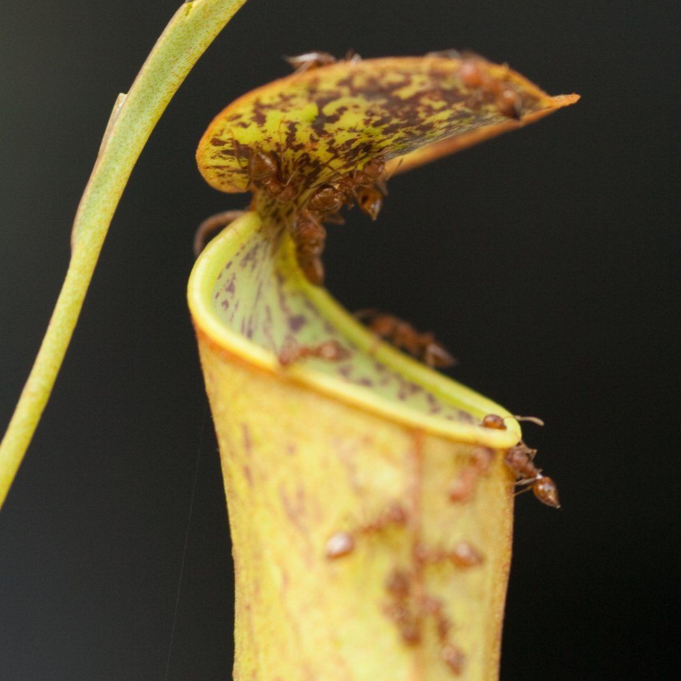 ants crawling on a pitcher plant leaf