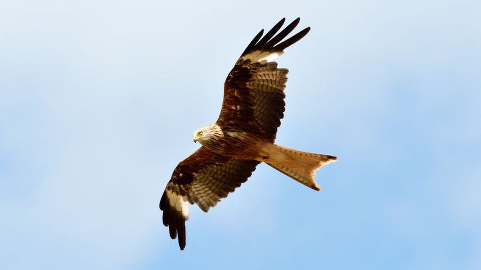 Man sought following Closeburn red kite death BBC News