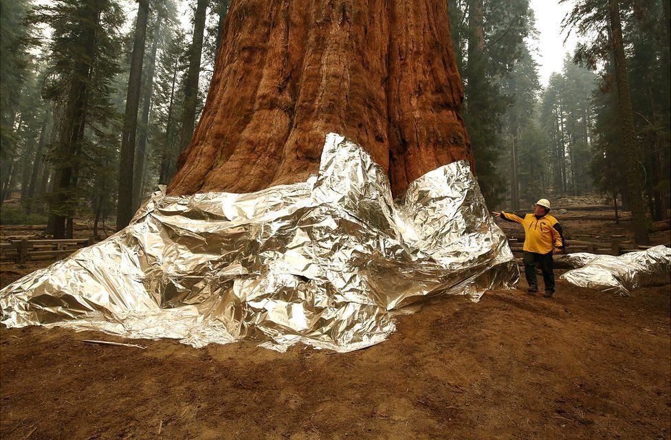 During wildfires this year, the huge General Sherman tree was wrapped in protective insulation