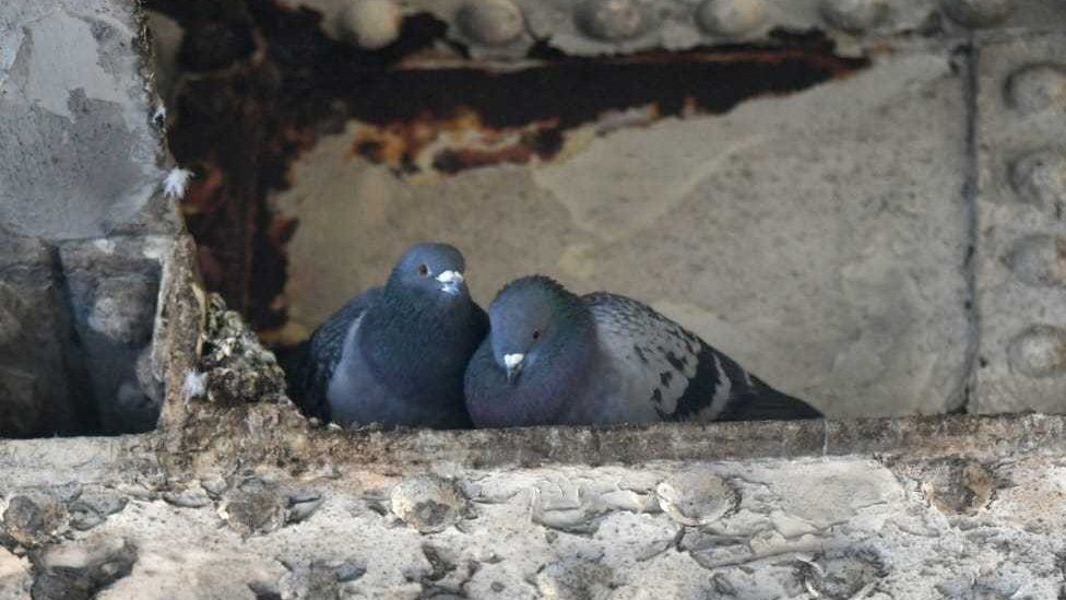 Pigeons in Chanterlands Avenue bridge