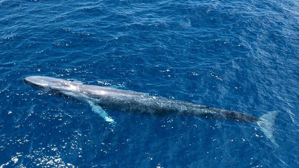 Blue whale in the Seychelles