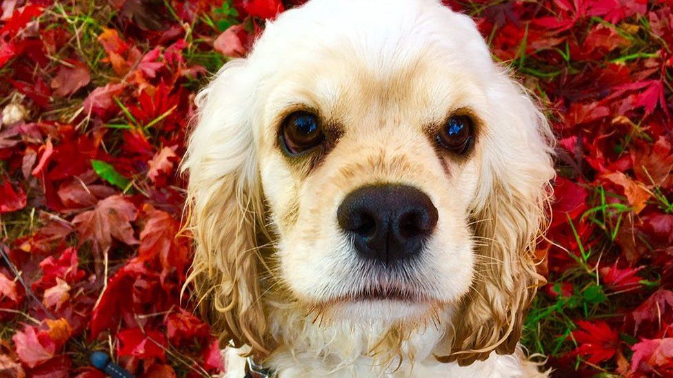 Dog sat on red leaves
