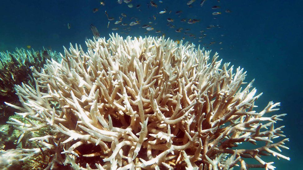 Bleached coral on Australia's Great Barrier Reef