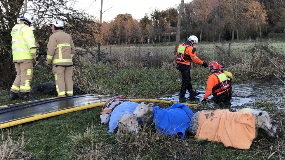 Sheep rescue, Watford, Herts