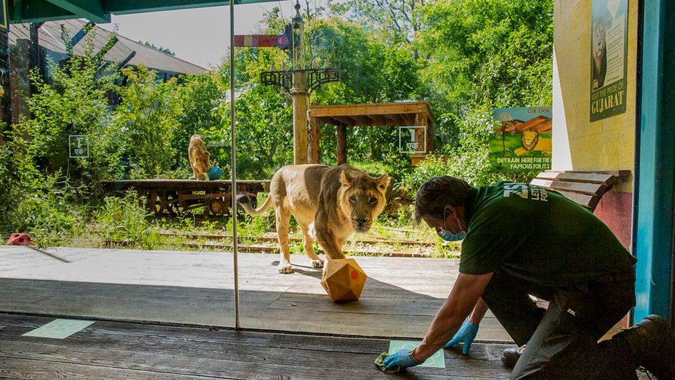 ZSL London Zoo reopens after lockdown