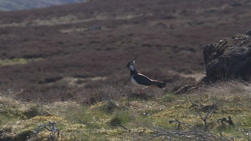 A lapwing in Strathbraan