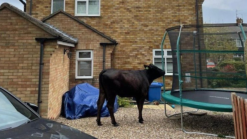 Cows in garden