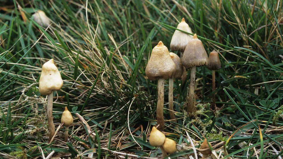 Magic mushrooms 'promising' in depression - BBC News