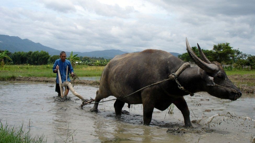 Water buffalo attack leaves one dead and two hurt in Usk BBC News