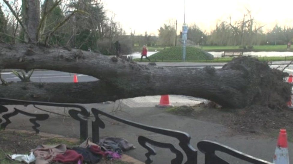 Fallen tree in Bedford