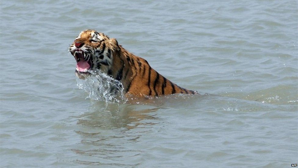 In this photograph taken on February 18, 2008, a rescued tigress swims in the river Sundarikati after release by the forest workers at Sunderbans, some 150 kms south of Kolkata.