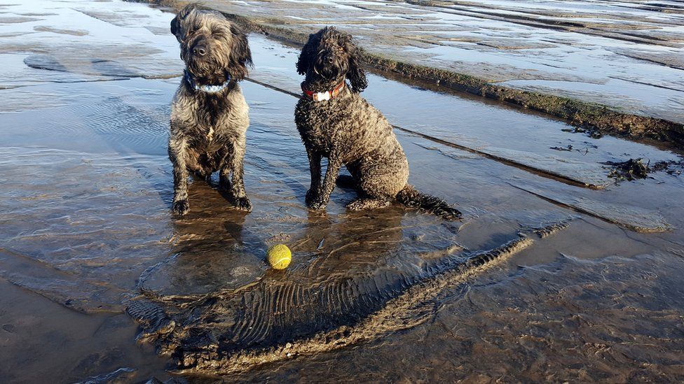 Ichthyosaur fossil found by dogs to go to Somerset museum - BBC News