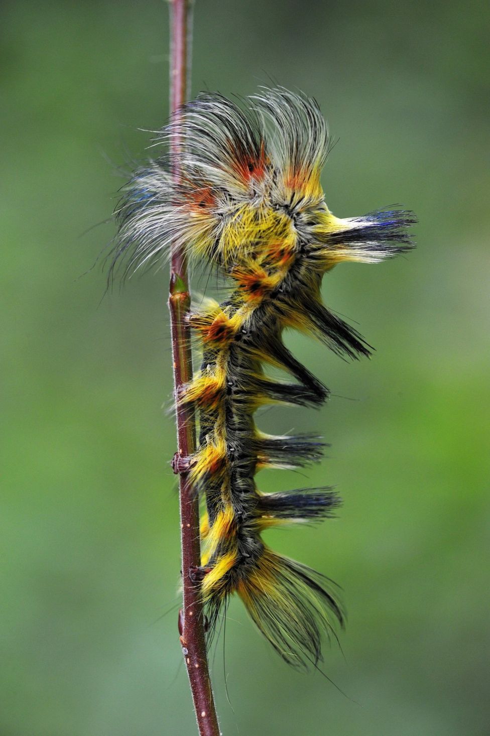 Una oruga con pelo largo amarillo y negro.