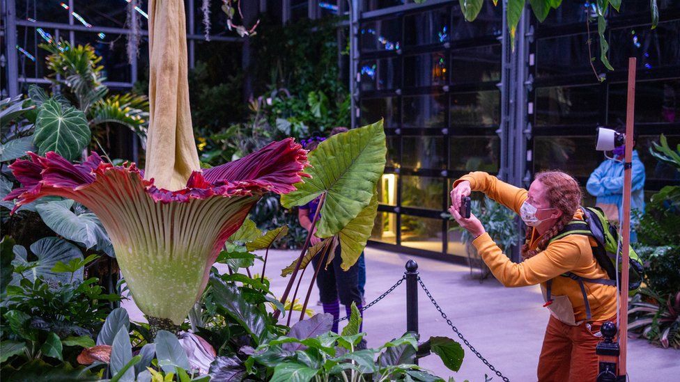 Corpse flower World's smelliest flower blooms in San Diego BBC Newsround
