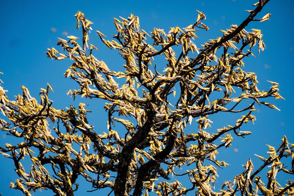 Swarms of locusts feed on shea trees