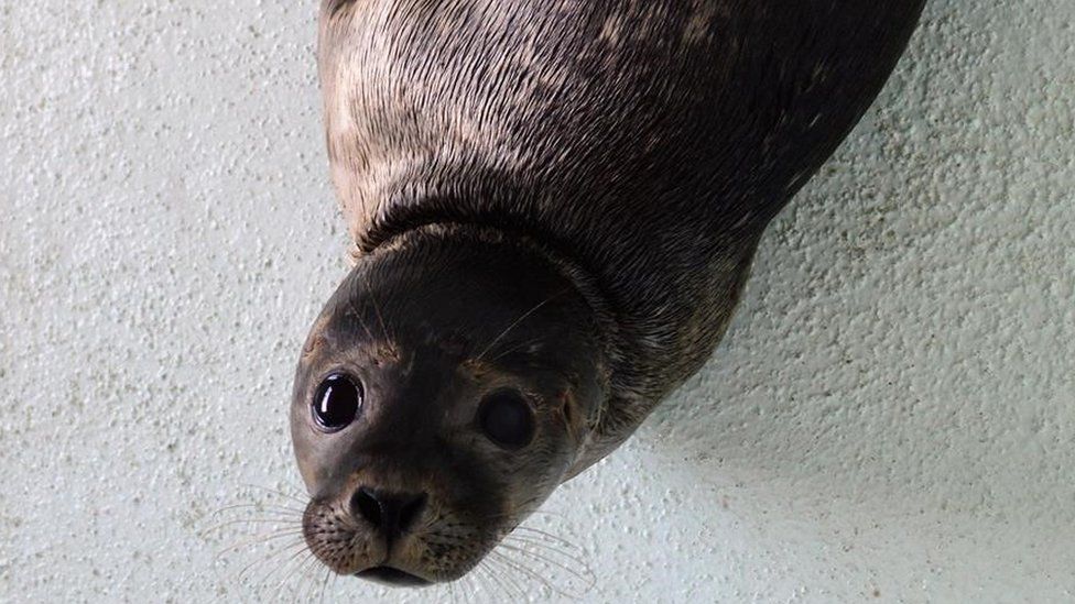 Helena the seal after surgery