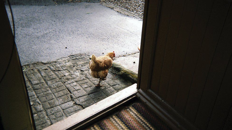 A chicken photographed through an open door