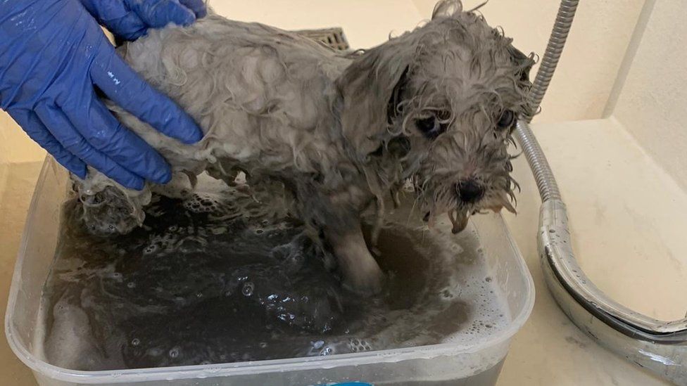 Puppy being bathed by the Dogs Trust after being found covered in oil