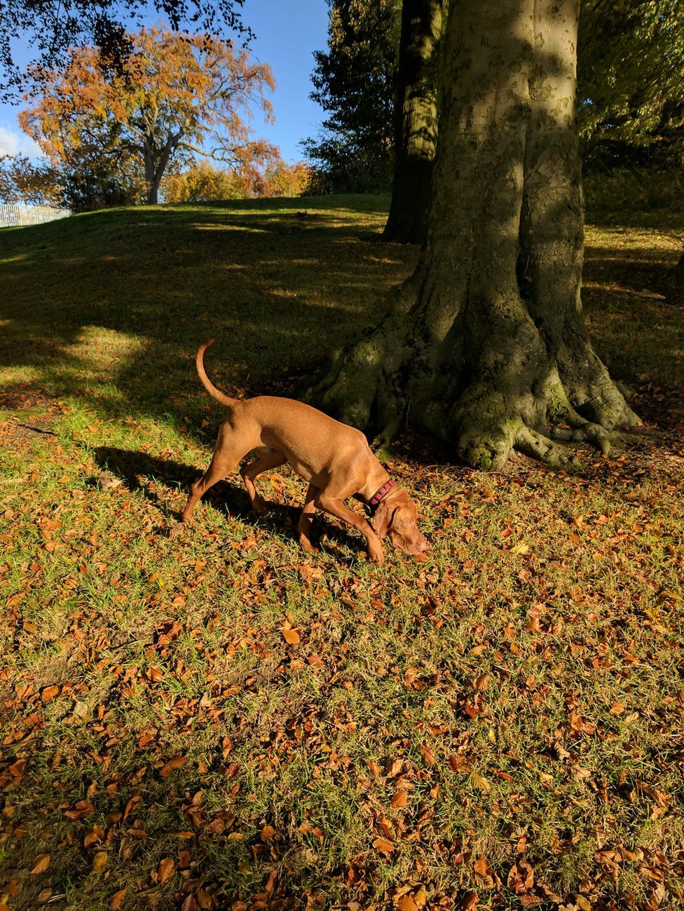 Zak the puppy amongst the leaves