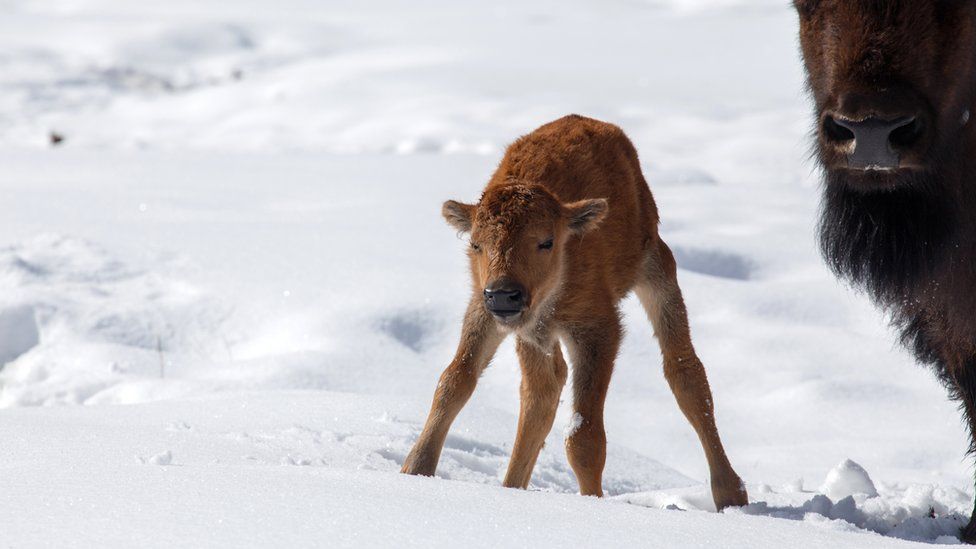 Bison calf takes first steps