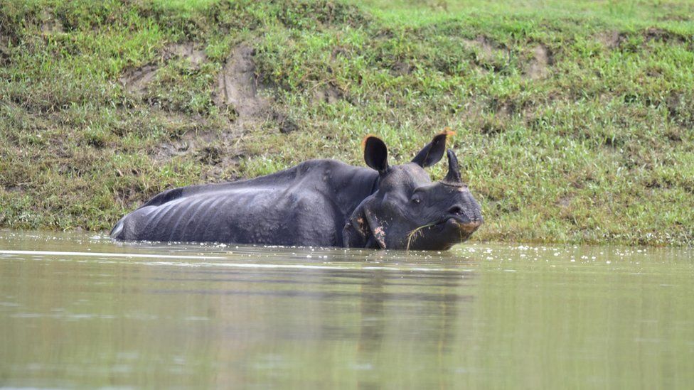 An One horned rhino swades through flood water in Bagari Range of Kaziranga National Park in Assam