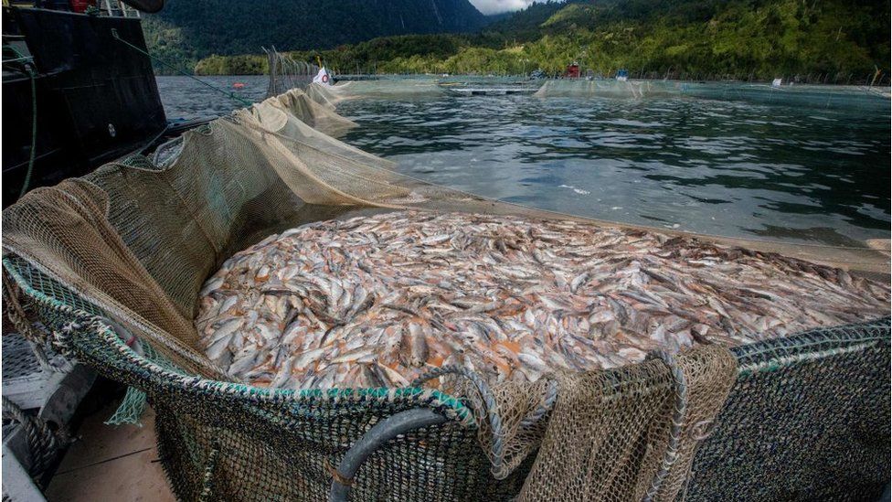 Salmon deaths Chile