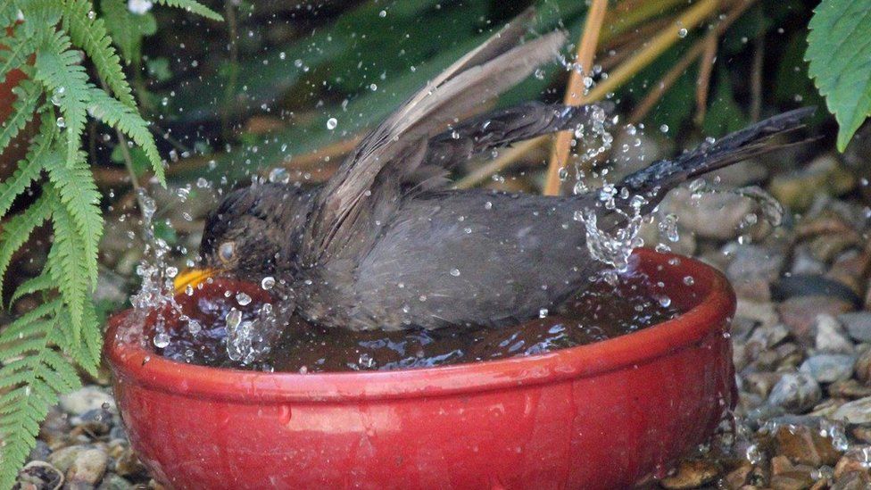 A blackbird in a bowl of water