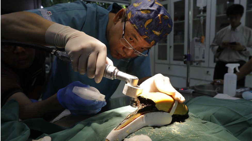 Dr Hsu Li Chieh removes the hornbill’s casque with an oscillating saw