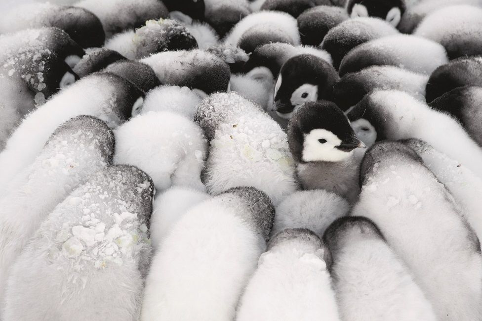 Baby penguins huddle together
