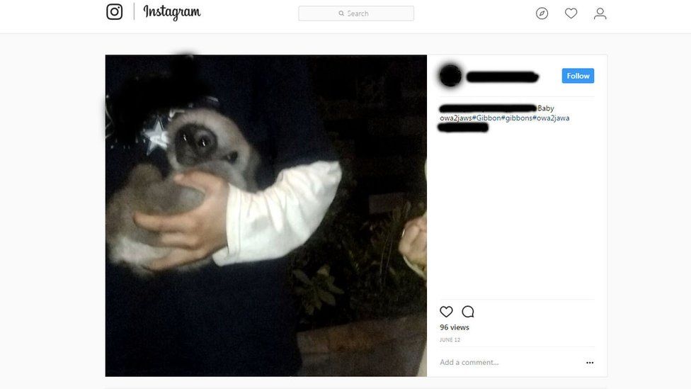 Baby gibbons are often advertised on social media