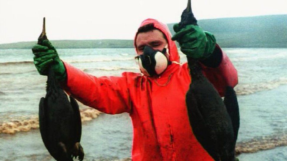 Oil Covered Birds In Shetland Isles Braer Oil Tanker