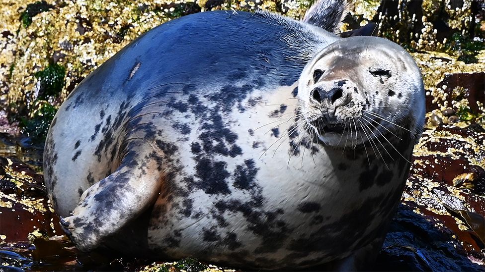 Eine gefleckte Kegelrobbe auf den Farne-Inseln, vor der Küste des Vereinigten Königreichs. Der Hintergrund ist steinig mit grünen Algen