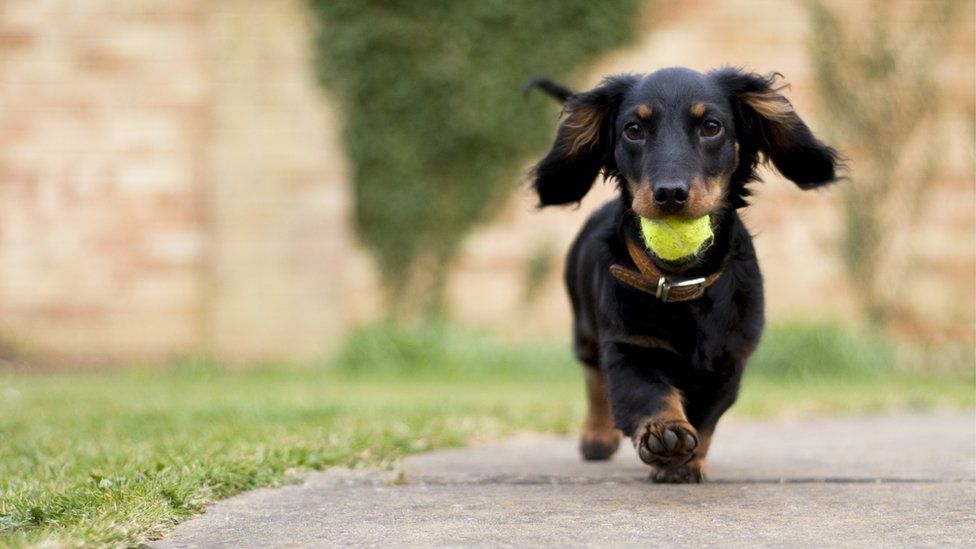 Dachshund puppy running with tennis ball