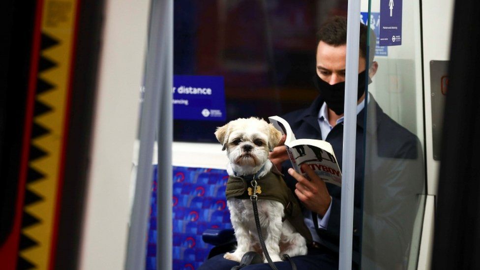 Dog on train